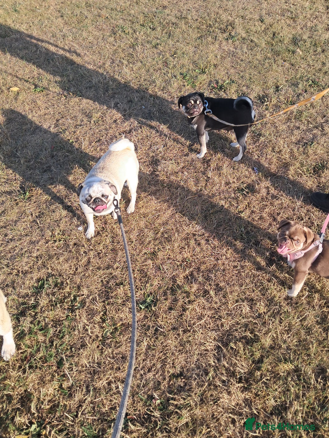 Pug dogs for sale: Chocolate and tan 6 month old female 💗 - Image 3