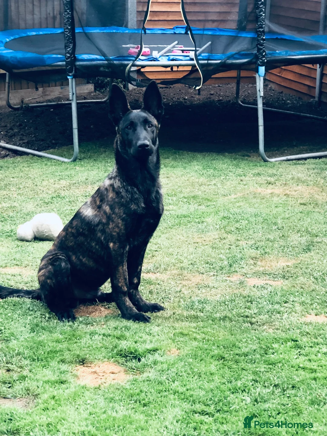 Belgian Shepherd Dog dogs for sale: Dutch shepherd he isn’t a Belgian  in Birmingham - Advert 3