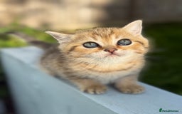 Scottish Fold cats for sale: The last Scottish Kitten ready for a loving home - Image 5