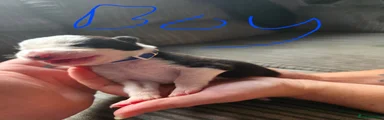 Border Collie 6