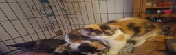Mixed Breed cats for sale: Calico kittens for sale - Advert 11