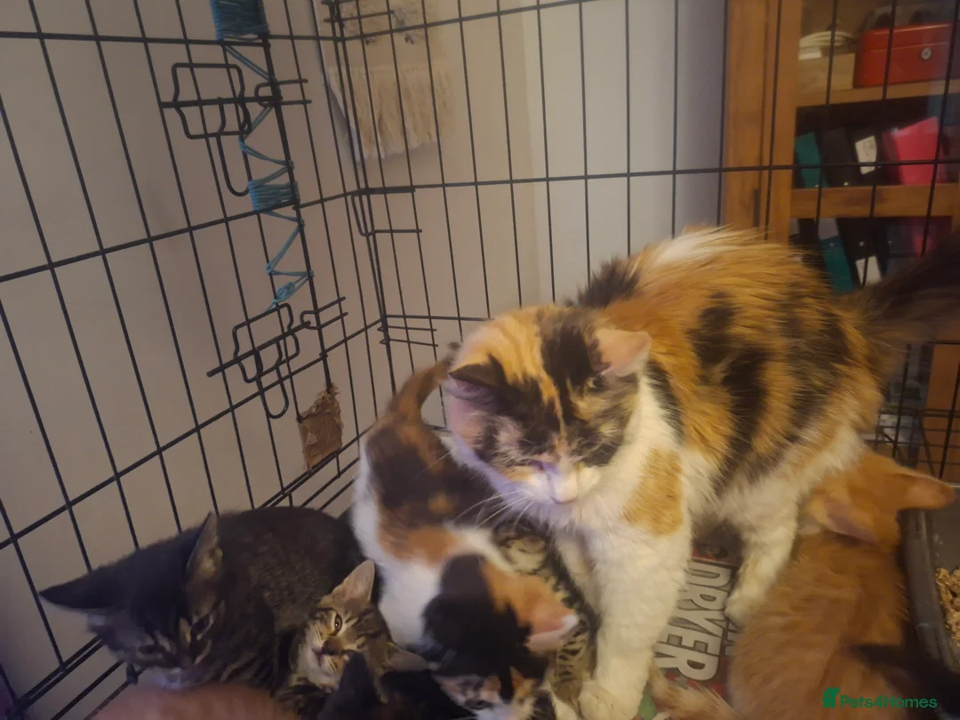 Mixed Breed cats for sale: Calico kittens for sale - Advert 11
