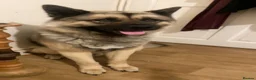 Norwegian Elkhound dogs for sale: Anyone looking for a big male dog  in Blackwood - Advert 1