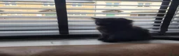 British Longhair cats for sale: Black kitten for sale  - Advert 5