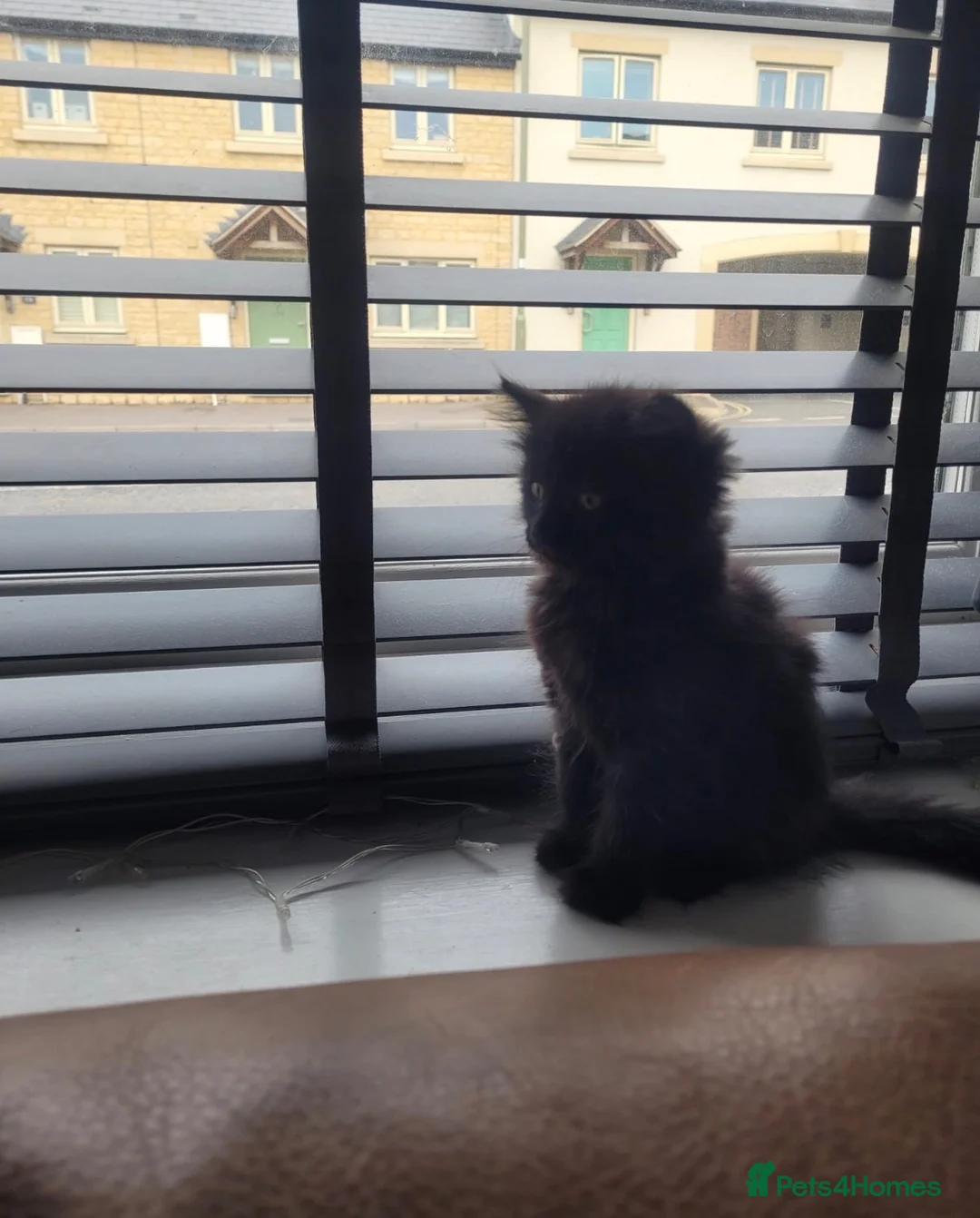 British Longhair cats for sale: Black kitten for sale  - Advert 5