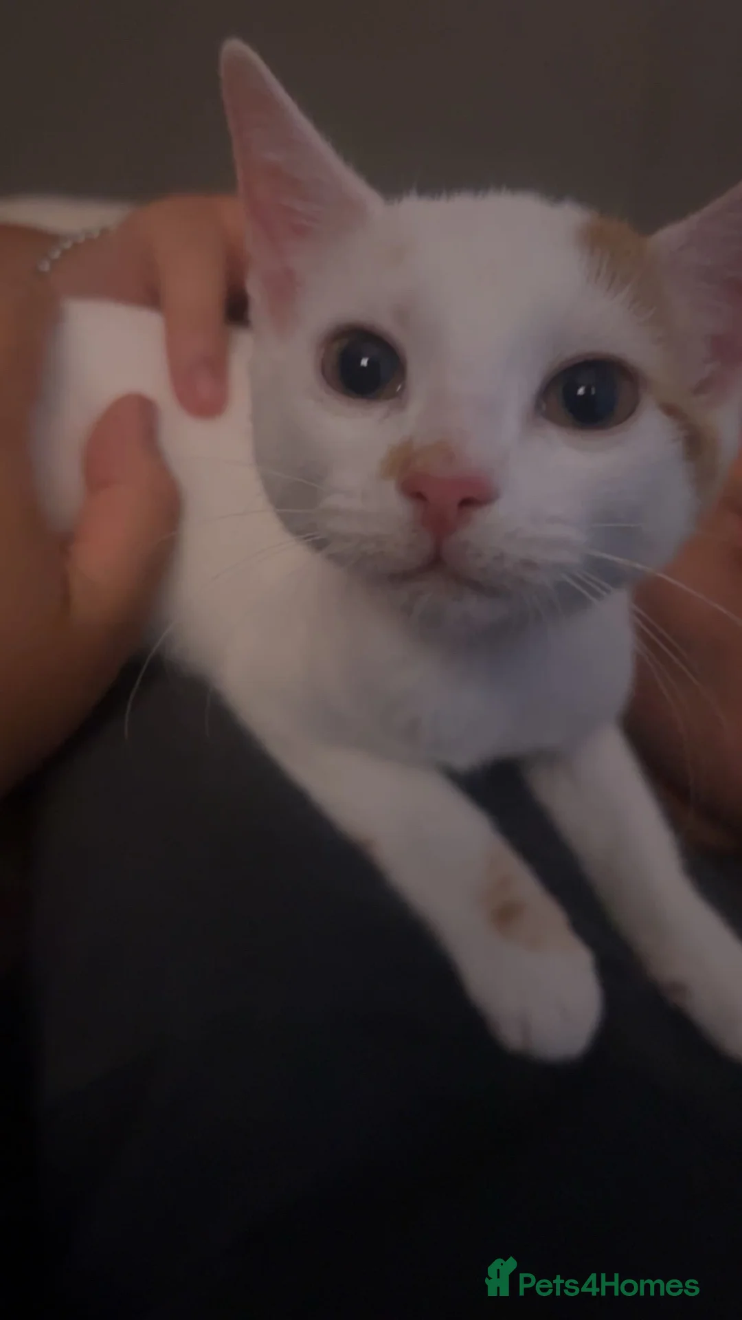 Mixed Breed cats for sale: selling my kitten in Manchester - Advert 2