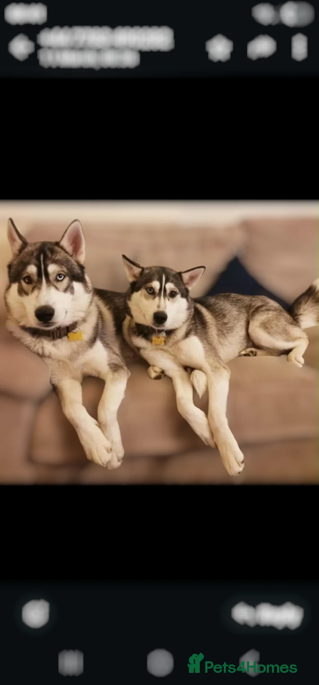 Siberian Husky dogs for sale: Purebred siberian husky male  in Stoke-on-Trent - Advert 2