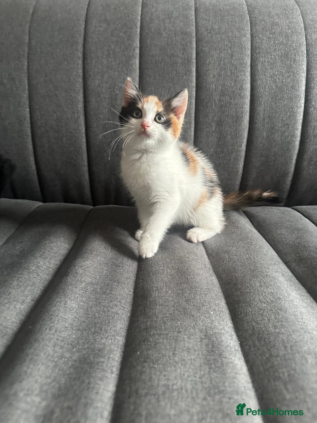 Mixed Breed cats for sale: 1 female kitten with beautiful colors £250 - Image 2