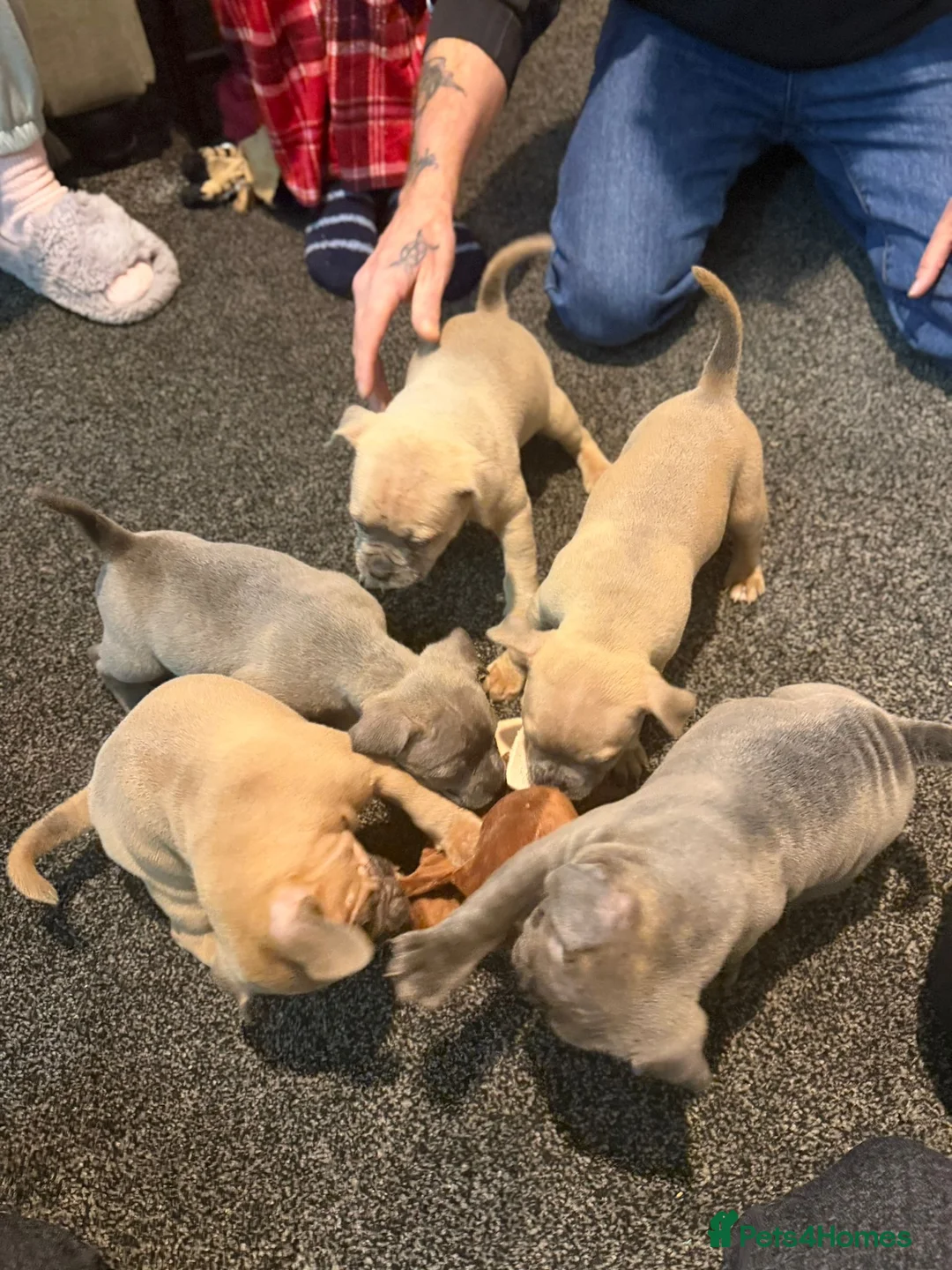 Mixed Breed dogs for sale: Puppies for sale  - Advert 8