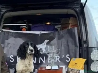 English Springer Spaniel dogs KC ESS springer spaniels - Advert 4