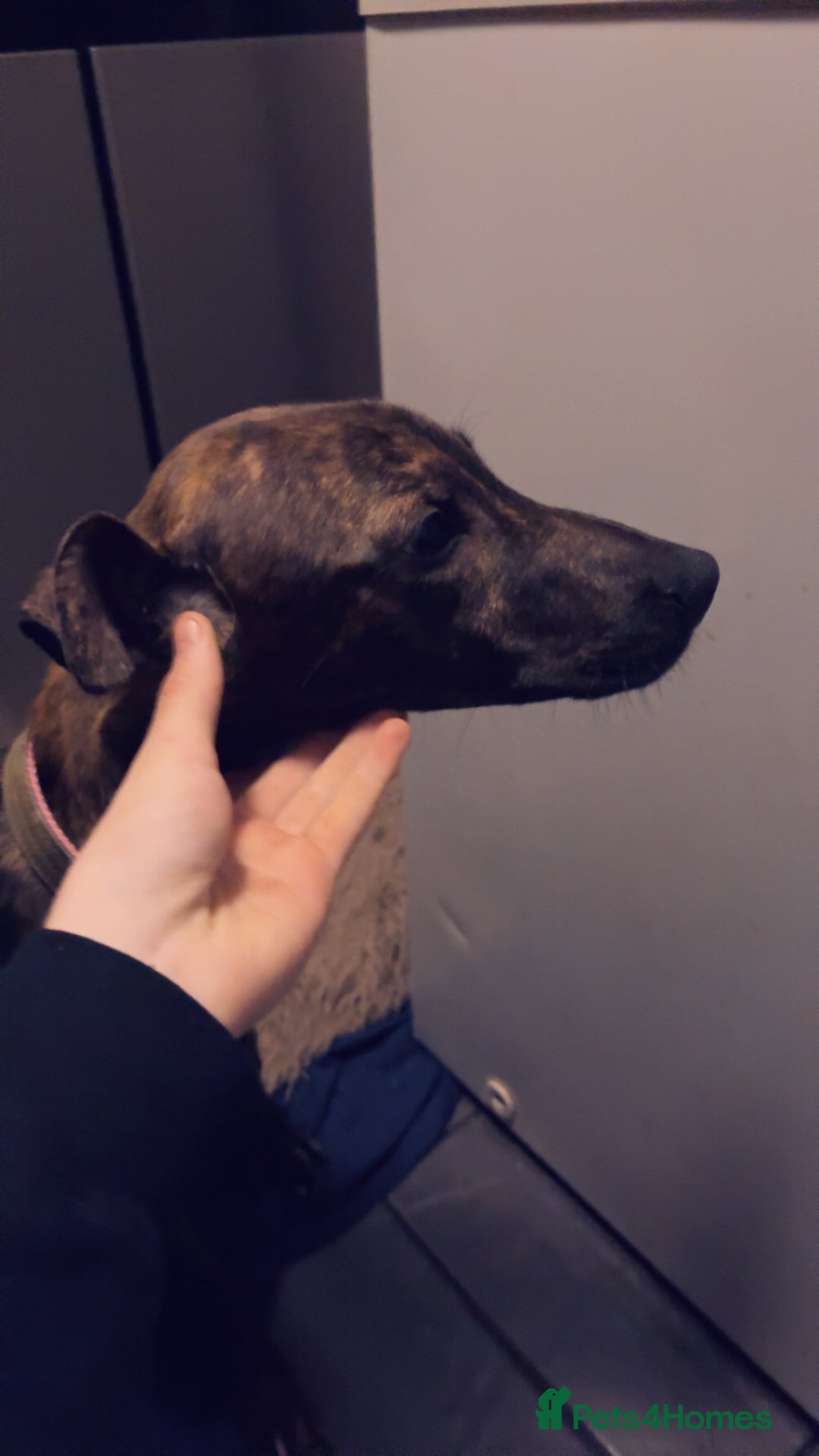 Mixed Breed dogs for sale: For Sale dearhound greyhound bull - Advert 2