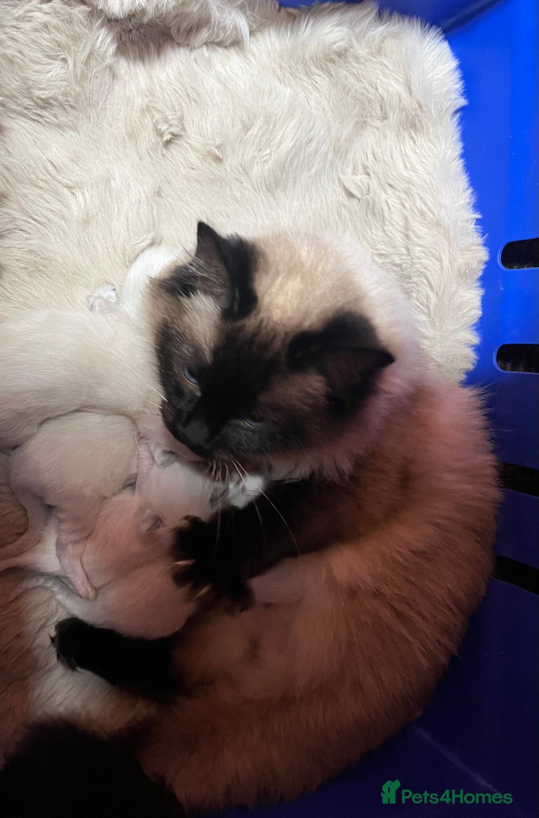 Ragdoll cats for sale: EXQUISITE RAGDOLL BABIES - Advert 6