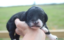 Australian Labradoodle dogs for sale: These pups have it all - Image 6