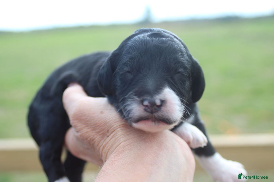 Australian Labradoodle dogs for sale: These pups have it all - Image 6