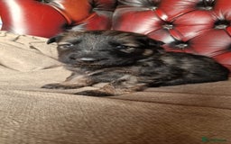 German Shepherd dogs for sale: Long-Haired Straight Back German Shepherd Puppies - Image 8