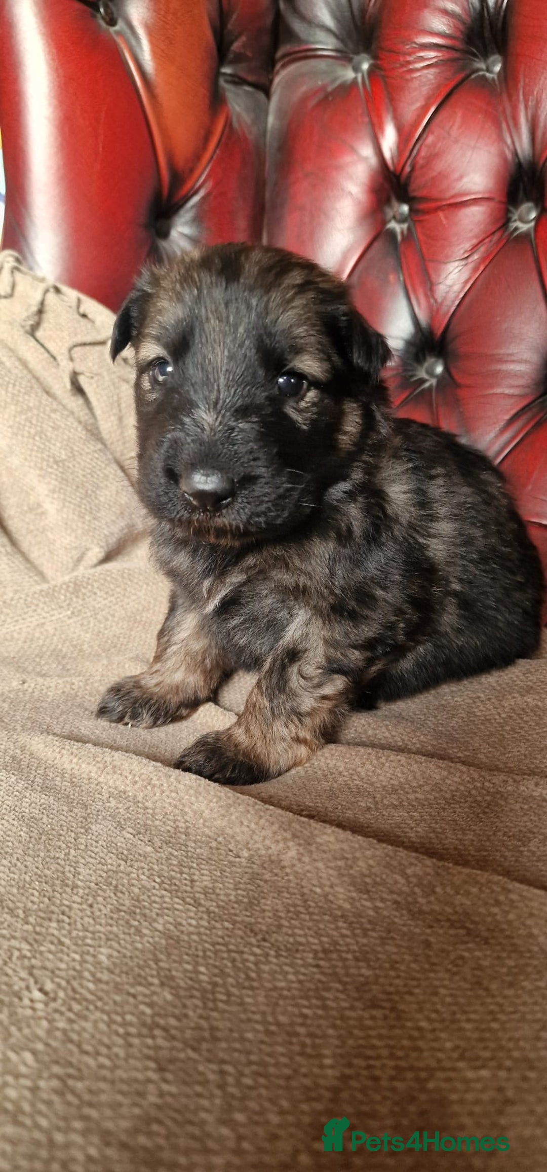 German Shepherd dogs for sale: Long-Haired Straight Back German Shepherd Puppies - Image 8