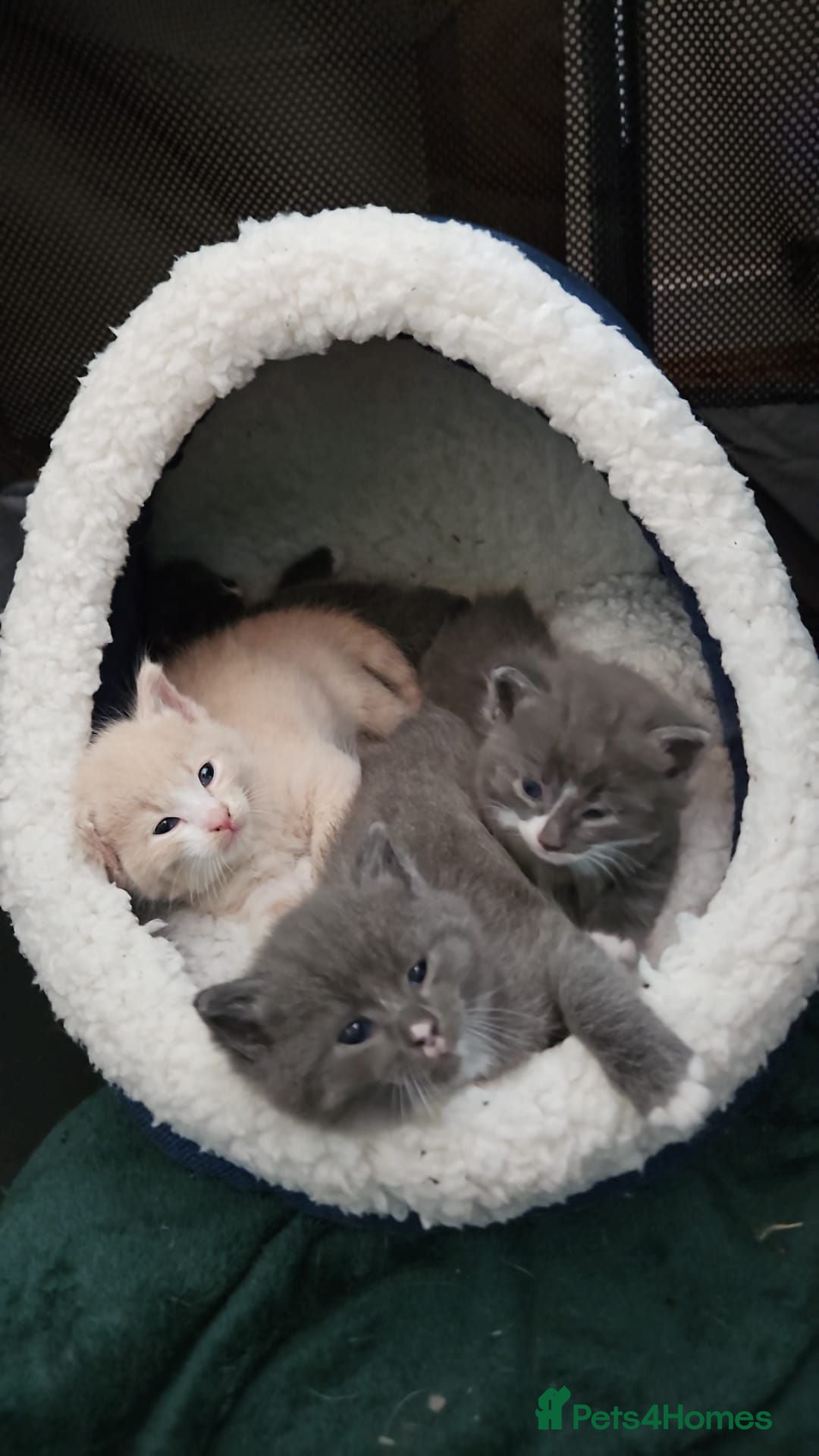 Mixed Breed cats 3 x fluffy grey and 1 champagne/cream kitten - Advert 20