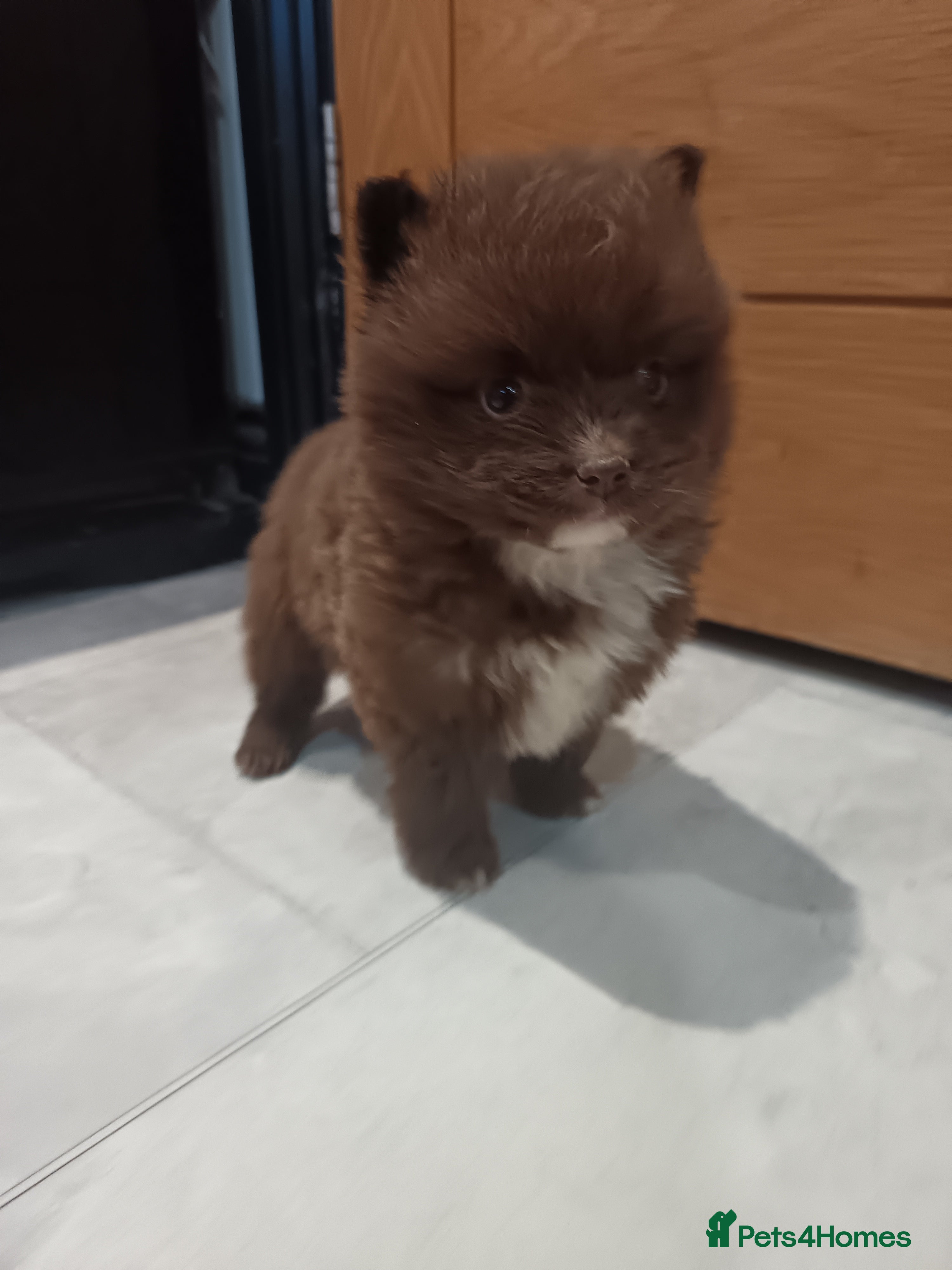 Pomsky dogs Amazing puppys - Advert 2