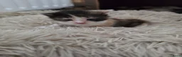 Mixed Breed cats for sale: look at all those tiny fluffballs!  - Advert 19