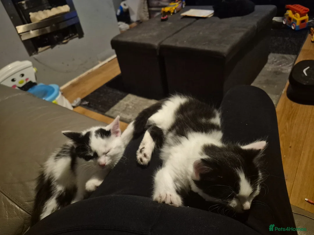 Mixed Breed cats for sale: Beautiful magpie/tuxedo in Broseley - Advert 2