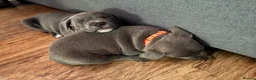 Staffordshire Bull Terrier dogs for sale: Blue and Black Staffies in Deeside - Advert 6