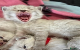 Ragdoll cats for sale: 🐾 Ragdoll kittens - ONE MALE TWO FEMALE LEFT 🐾 - Image 14