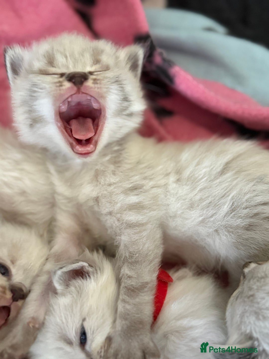 Ragdoll cats for sale: 🐾 Ragdoll kittens - ONE MALE TWO FEMALE LEFT 🐾 - Image 14