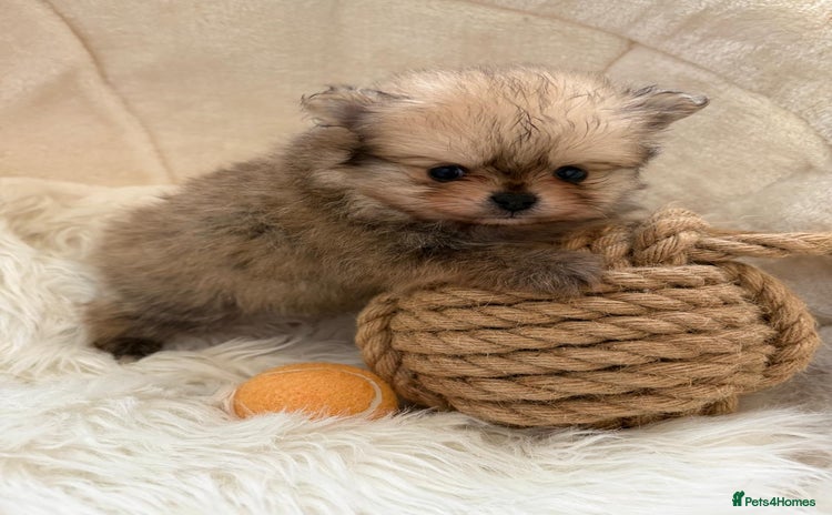 Pomeranian dogs Amazing KC pom puppies. Really tiny  - Advert 1