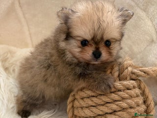 Pomeranian dogs Amazing KC pom puppies. Really tiny - Advert 13
