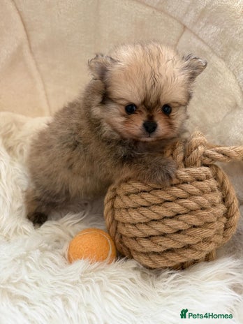 Pomeranian dogs Amazing KC pom puppies. Really tiny - Advert 1