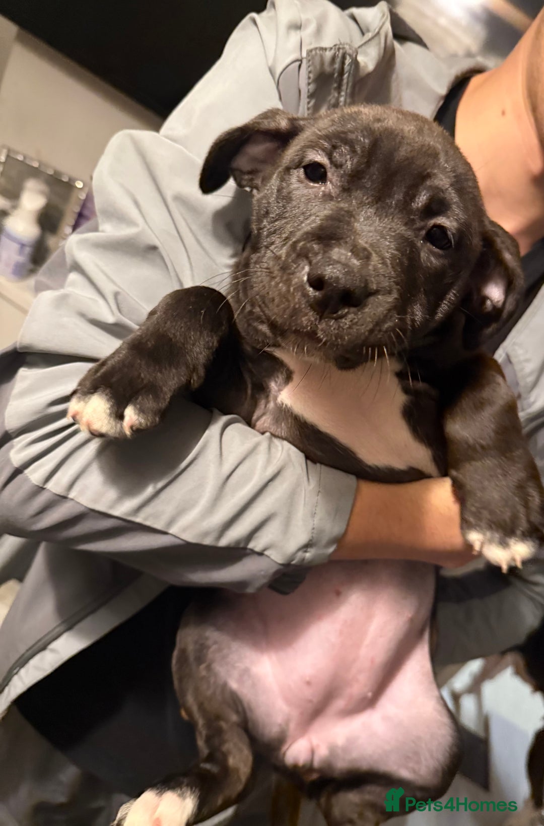 Staffordshire Bull Terrier dogs for sale: Beautiful Staffordshire bull terrier puppies  - Advert 6