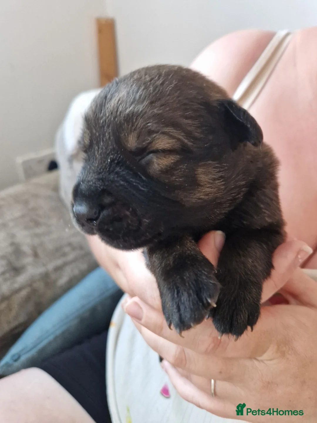 Mixed Breed dogs for sale: 9 gorgeous staffy cross rottweiler puppies  - Advert 2