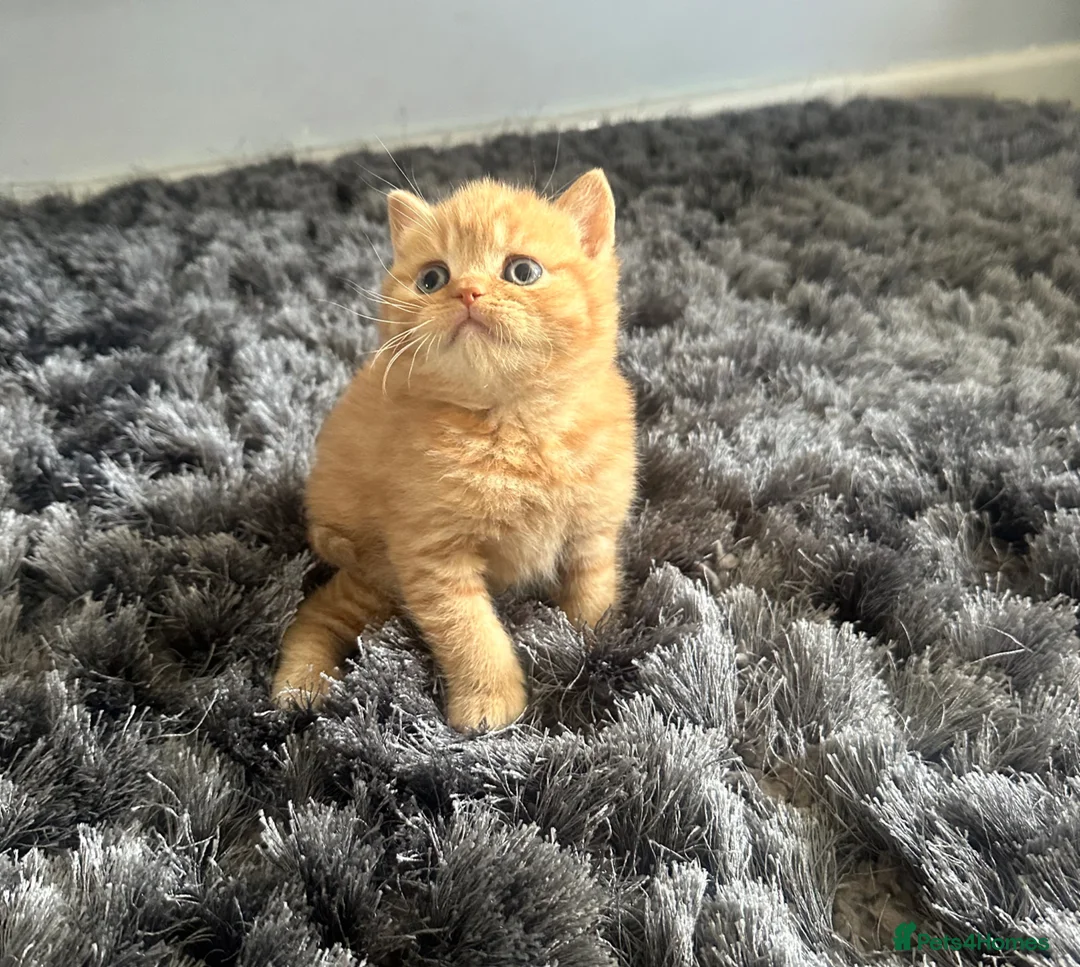 British Shorthair cats for sale: Gccf registered pedigree British Shorthair kittend - Advert 23
