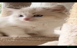 Ragdoll cats for sale: INDOOR TWO MALE GCCF REGISTERED RAGDOLL KITTENS - Image 32