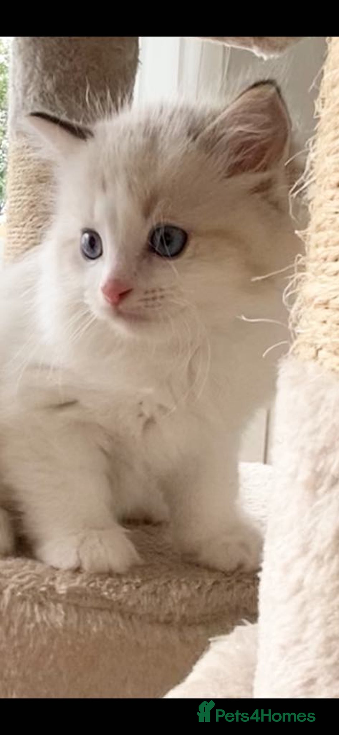 Ragdoll cats for sale: INDOOR TWO MALE GCCF REGISTERED RAGDOLL KITTENS - Image 32