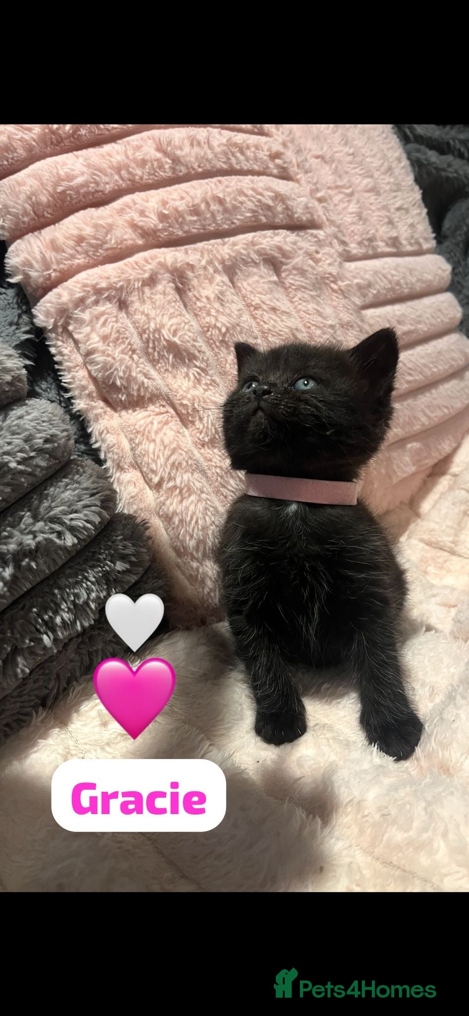 British Shorthair cats Beautiful British shorthair cross kittens 🩵🩷 - Advert 9