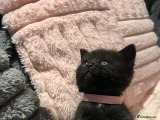 British Shorthair cats Beautiful British shorthair cross kittens 🩵🩷 - Advert 9