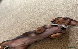 Miniature Dachshund dogs for sale: KC Miniature Dachshund  - Image 9