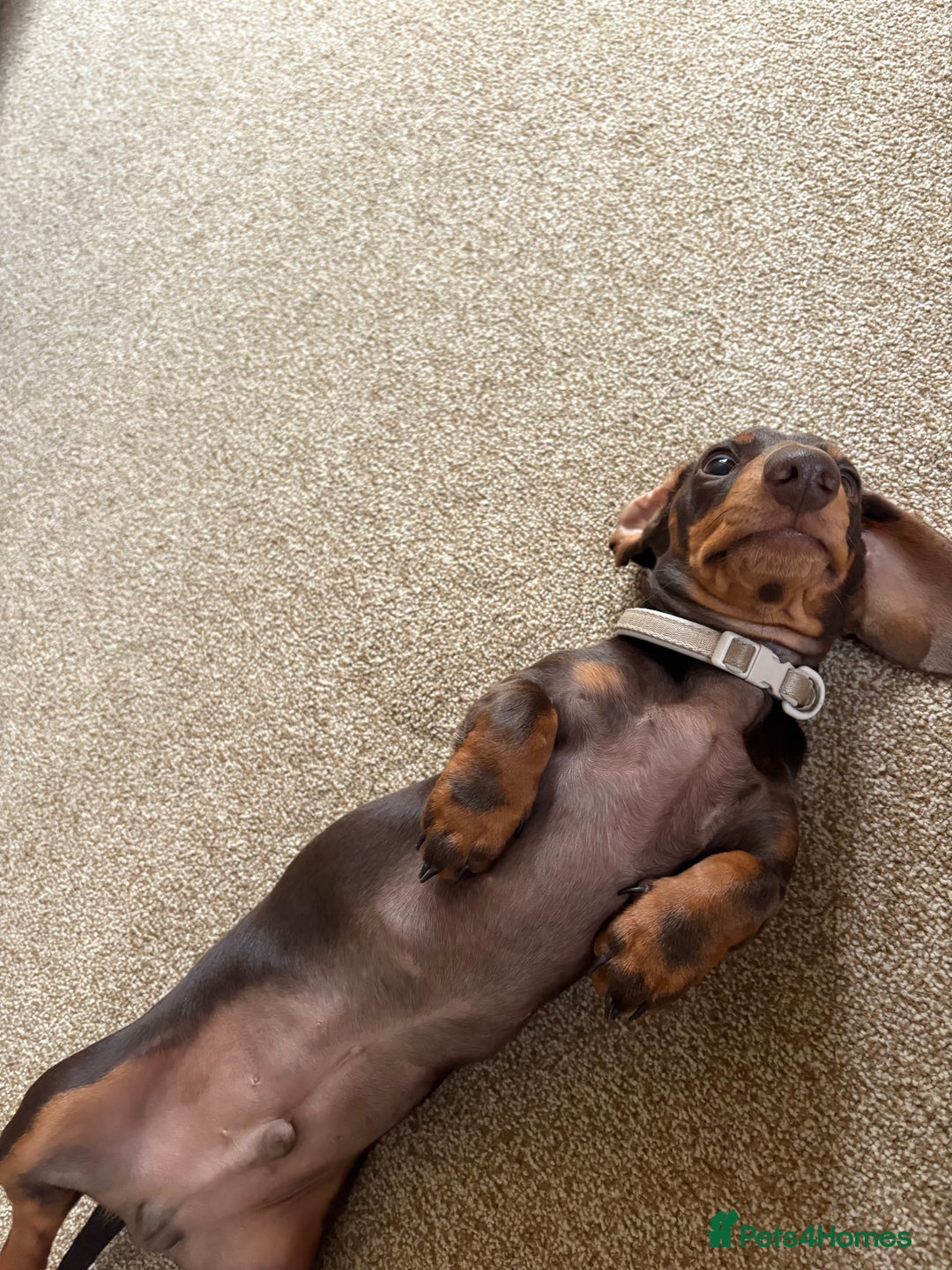 Miniature Dachshund dogs for sale: KC Miniature Dachshund  - Image 9