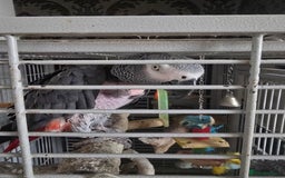 Parrots birds for sale: African grey  - Image 2