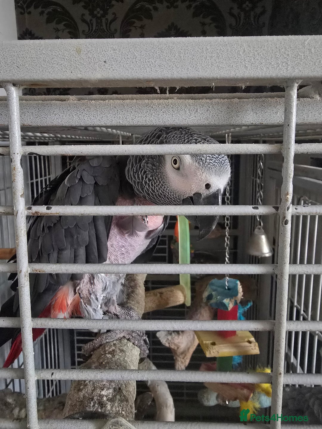 Parrots birds for sale: African grey  - Image 2