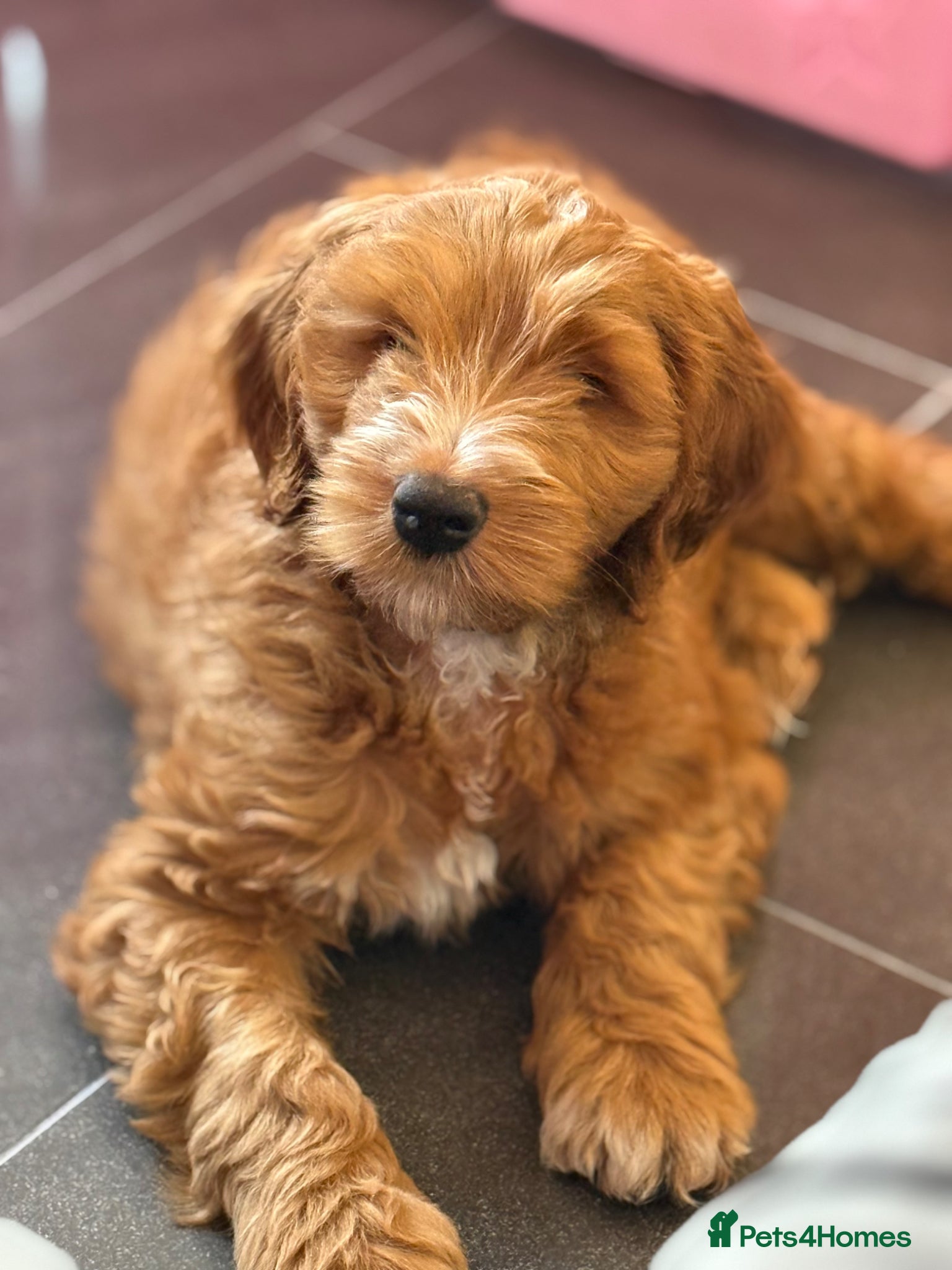 Australian Labradoodle dogs 2 PUPS Available  - Advert 1