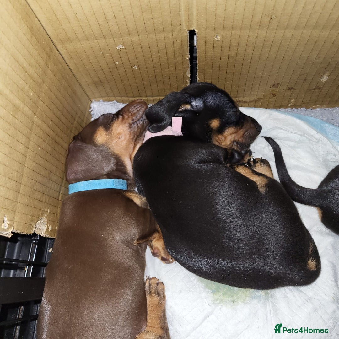 Dachshund dogs for sale: Wonderful dachshund puppies  - Advert 18