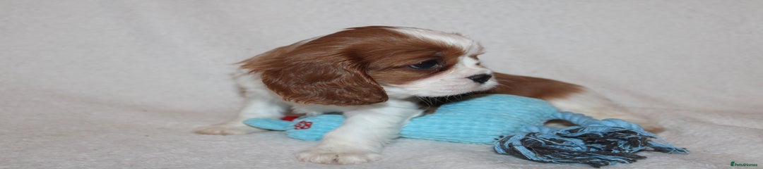 Cavalier King Charles Spaniel Puppy 2