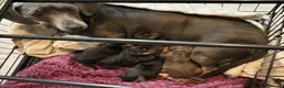 Dachshund dogs for sale: Sweet Dachshunds Ready to Share Their Love in Huddersfield - Advert 8