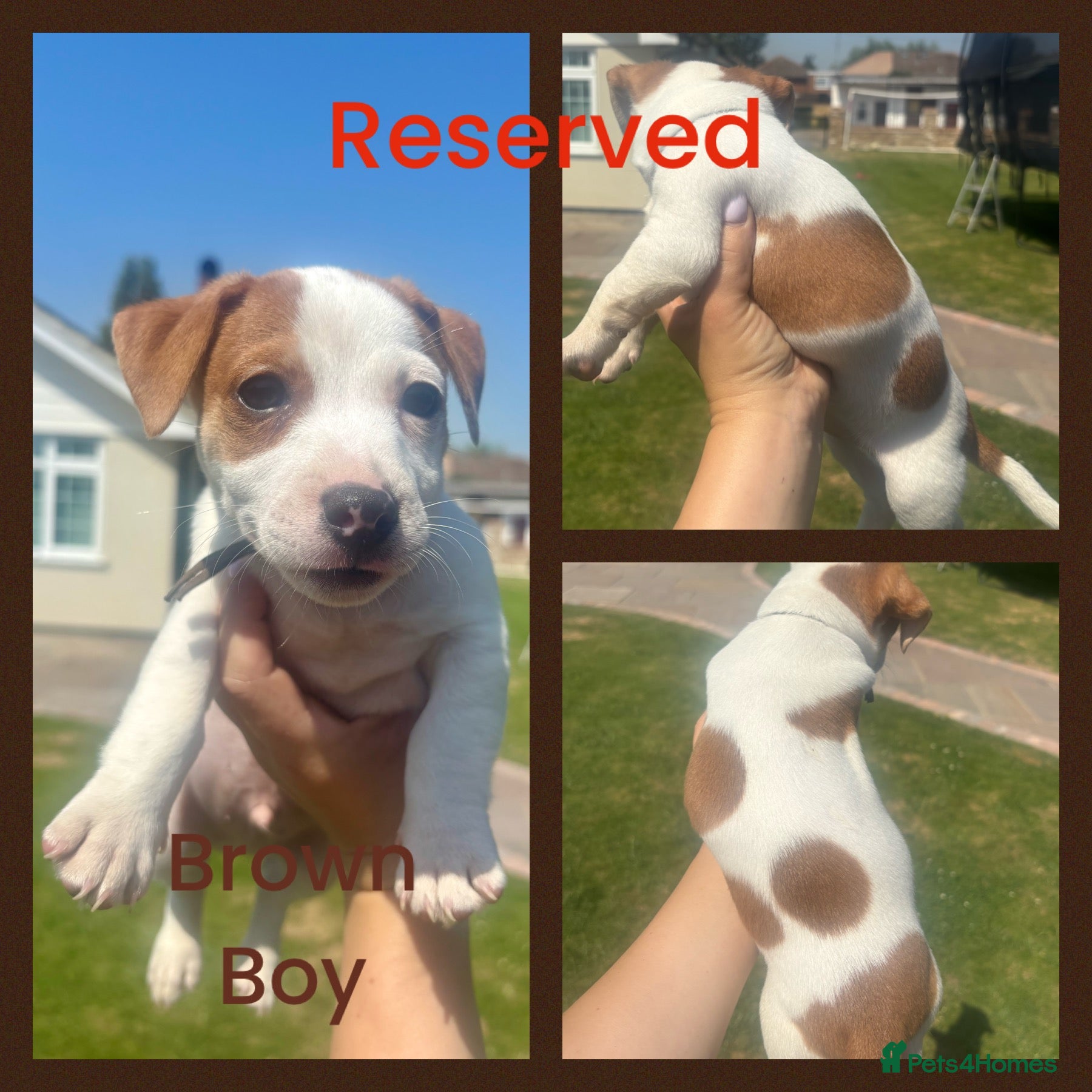 Jack Russell dogs Beautiful Tiny Full Jack Russell puppies  - Advert 2