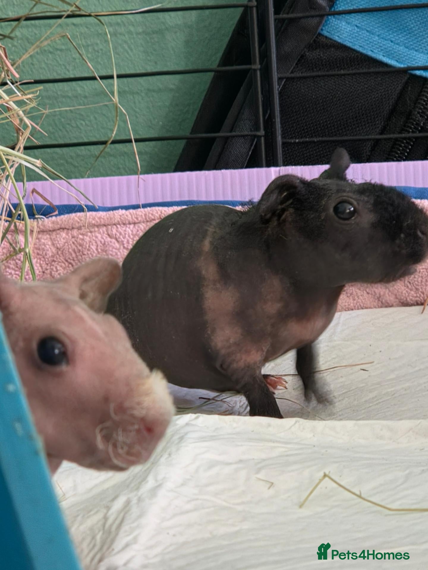 Guinea Pig rodents for sale: Male skinny pigs,  - Advert 1