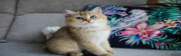 British Shorthair cats for sale: 💙British shorthair kittens ready now💙 - Advert 4