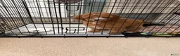 Australian Labradoodle dogs for sale: Stunning Red Australian Labradoodle Multigen Pups - Advert 6