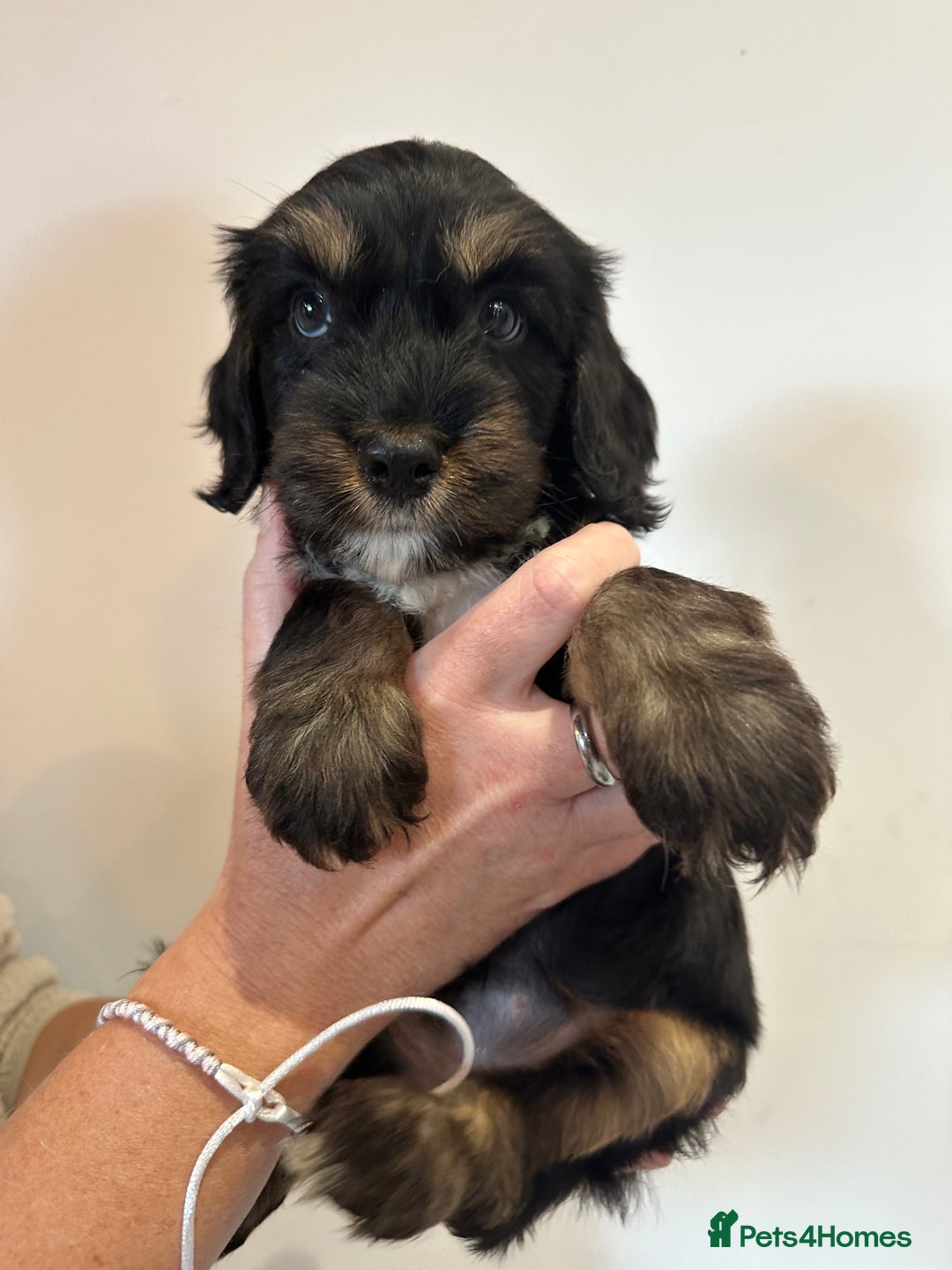 Mixed Breed dogs for sale: 10x Gorgeous Sproodles - Image 3